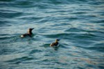 Vogelwelt