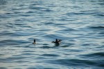 Vogelwelt