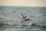 Vogelwelt