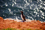 Vogelwelt