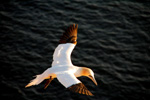 Vogelwelt